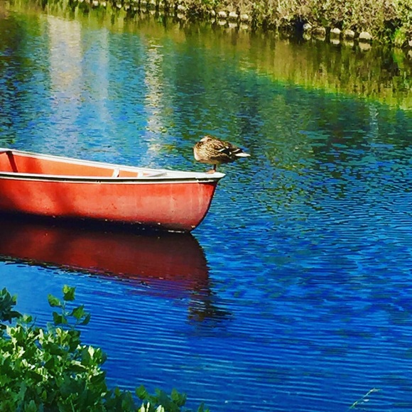 Meet your Posher, Halina - Picture 4 of 16